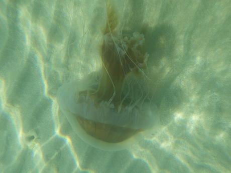 Biggest Jelly fish I have seen in Mexico.